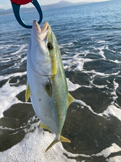 イナダの釣果