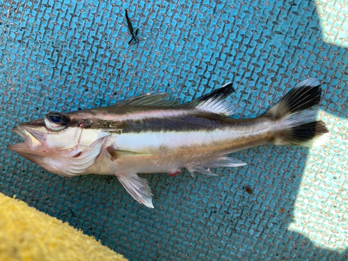 アラの釣果