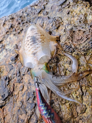 アオリイカの釣果