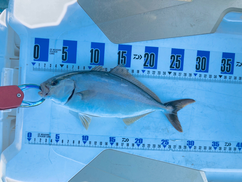 ショゴの釣果