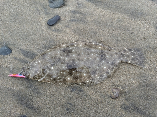 ヒラメの釣果