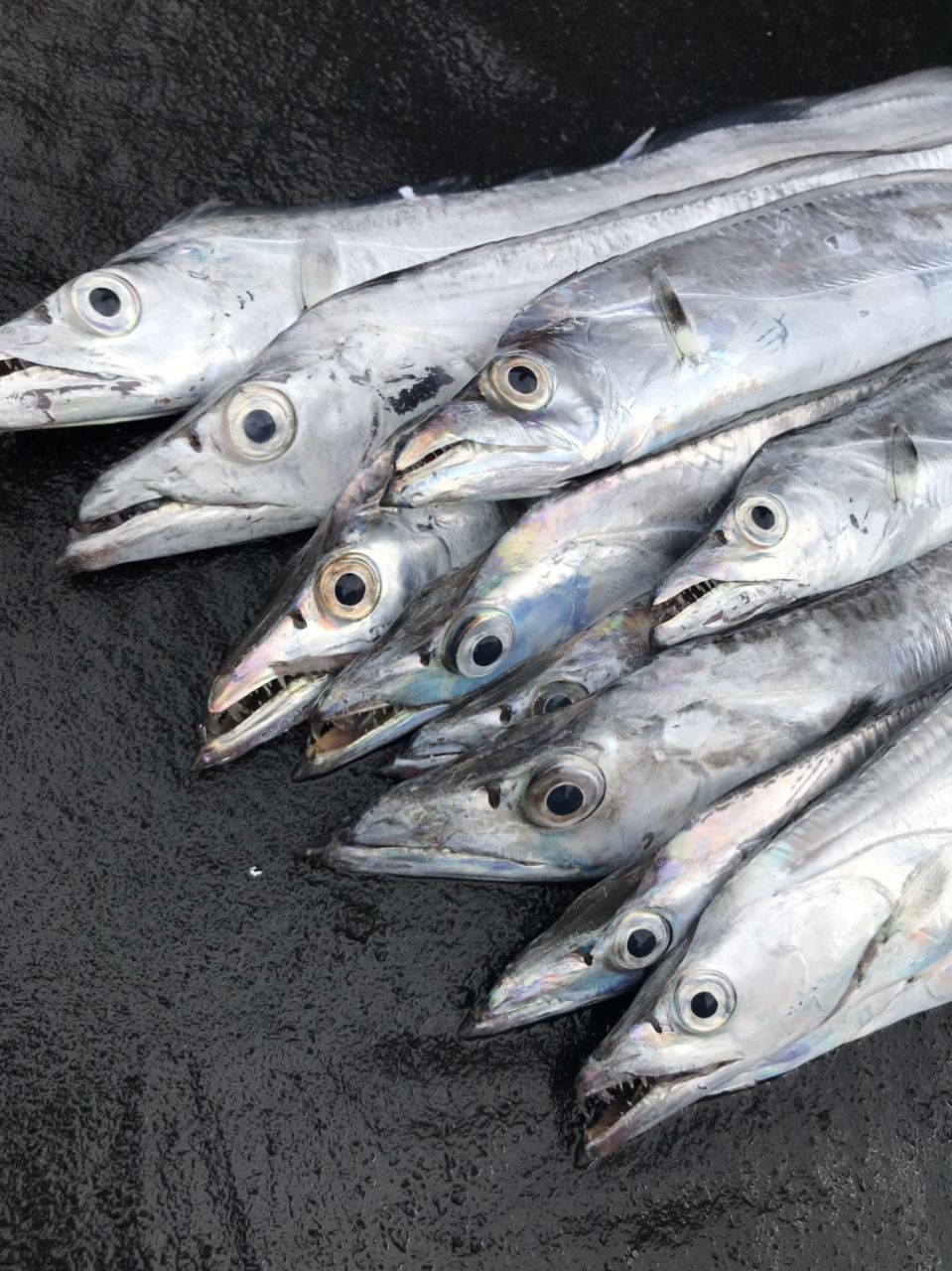 ポンポコポンさんの釣果 1枚目の画像