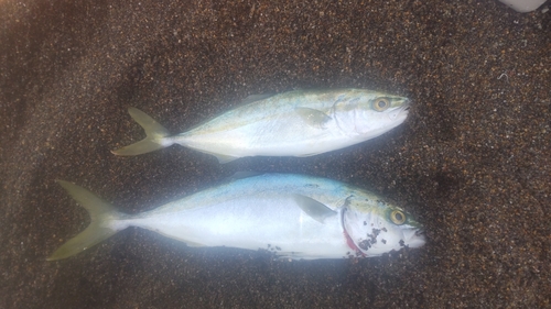 ワカシの釣果