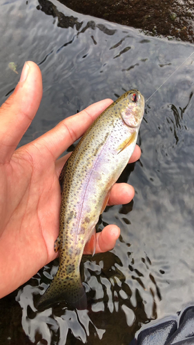 ニジマスの釣果