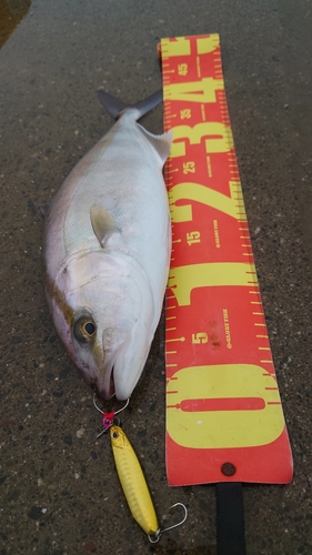 ショゴの釣果