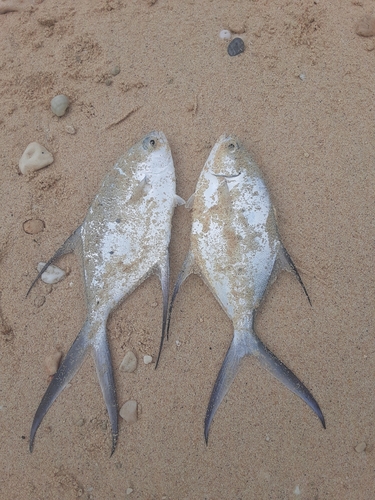 コバンアジの釣果