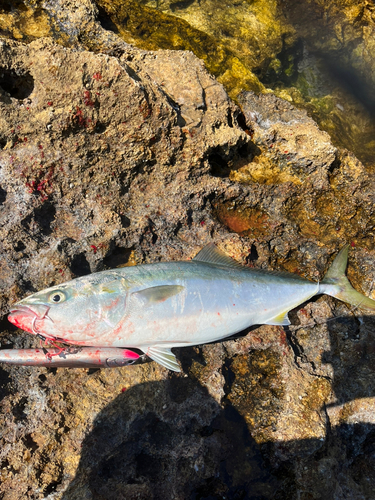 ヤズの釣果