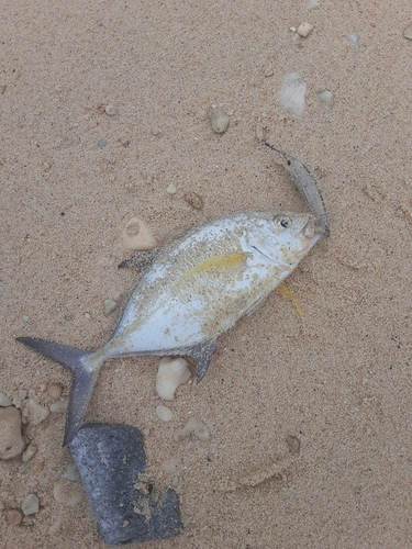 カスミアジの釣果