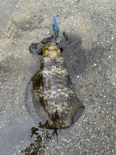 アオリイカの釣果