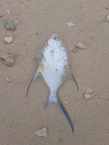 コバンアジの釣果