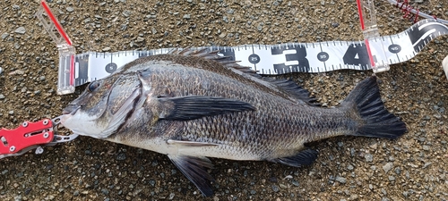 チヌの釣果