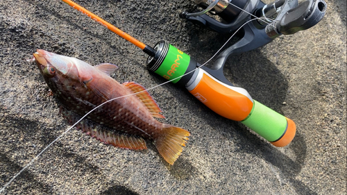 アカササノハベラの釣果