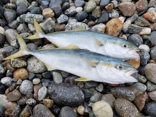 ツバイソの釣果