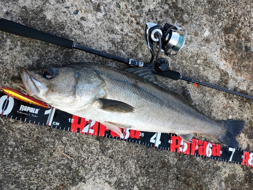 スズキの釣果