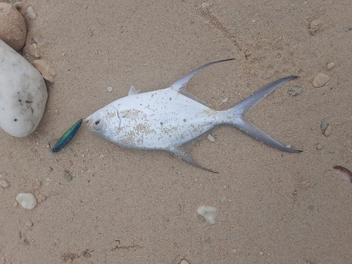 コバンアジの釣果