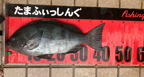 メジナの釣果