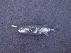 シロサバフグの釣果