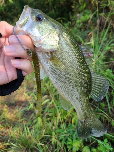 ラージマウスバスの釣果