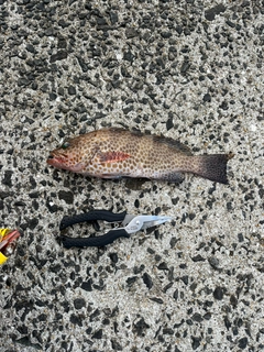 オオモンハタの釣果