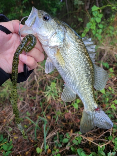 ラージマウスバスの釣果