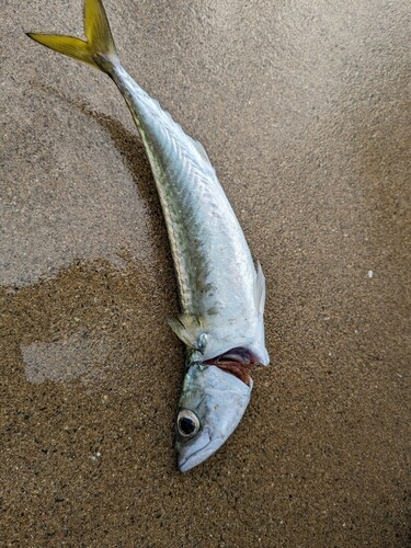 サバの釣果