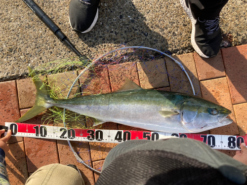 ブリの釣果