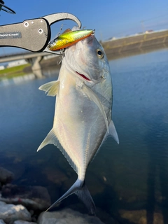 メッキの釣果