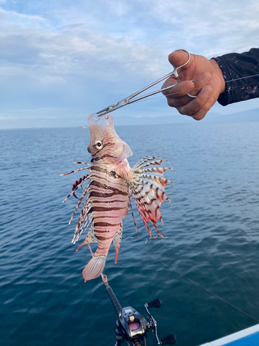 ミノカサゴの釣果