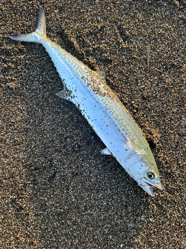 サゴシの釣果