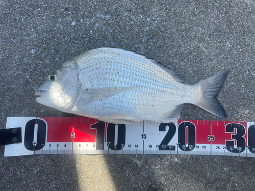 ミナミクロダイの釣果