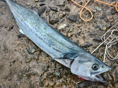 サゴシの釣果