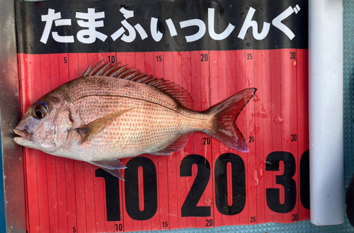 マダイの釣果