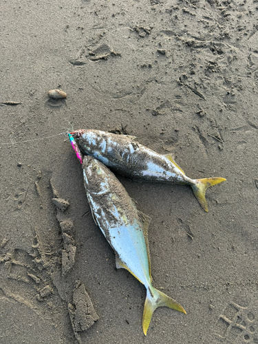 ワカシの釣果