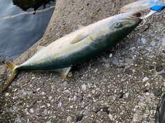 ハマチの釣果