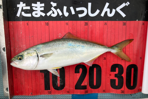 ワカシの釣果