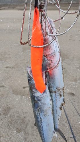 サゴシの釣果