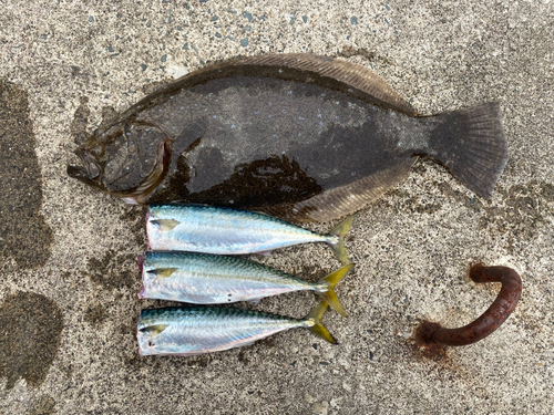 ヒラメの釣果