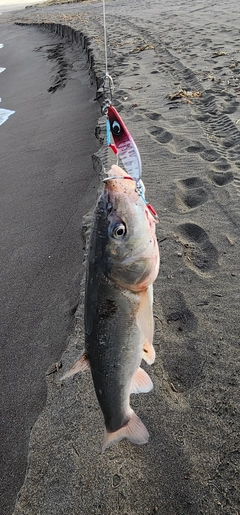 ウグイの釣果