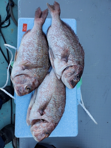 マダイの釣果