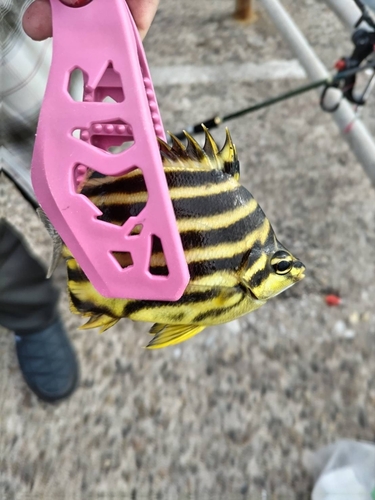 カゴカキダイの釣果