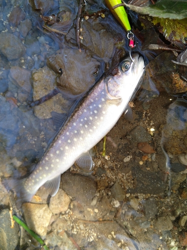 アメマスの釣果