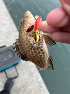 オオモンハタの釣果