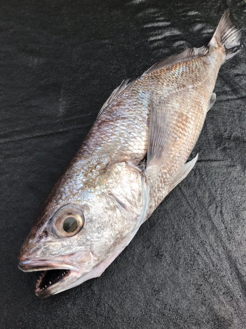 ポンポコポンさんの釣果 1枚目の画像