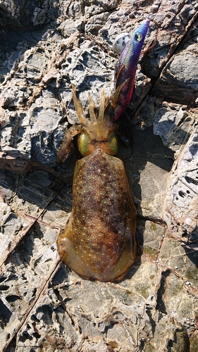 アオリイカの釣果