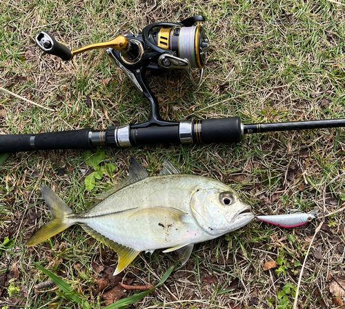 メッキの釣果