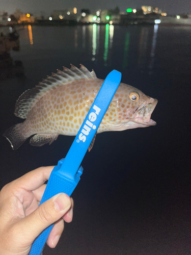 オオモンハタの釣果