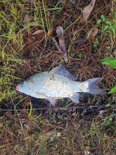 ヘラブナの釣果