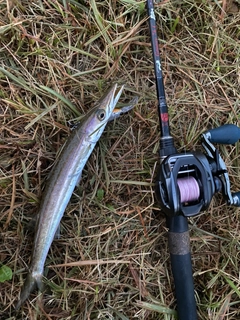 カマスの釣果