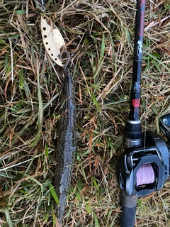 カマスの釣果