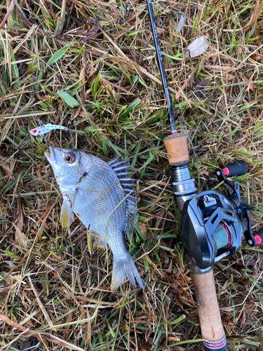 キビレの釣果